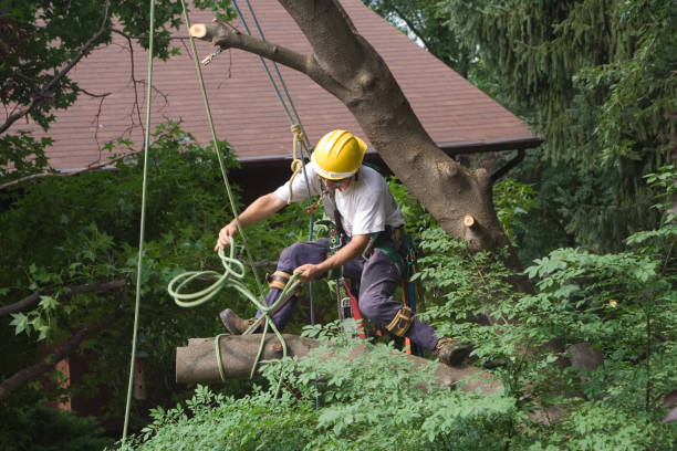 Best Tree Cabling and Bracing  in Jerome, ID